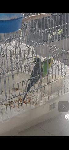 budgie.  free free free.