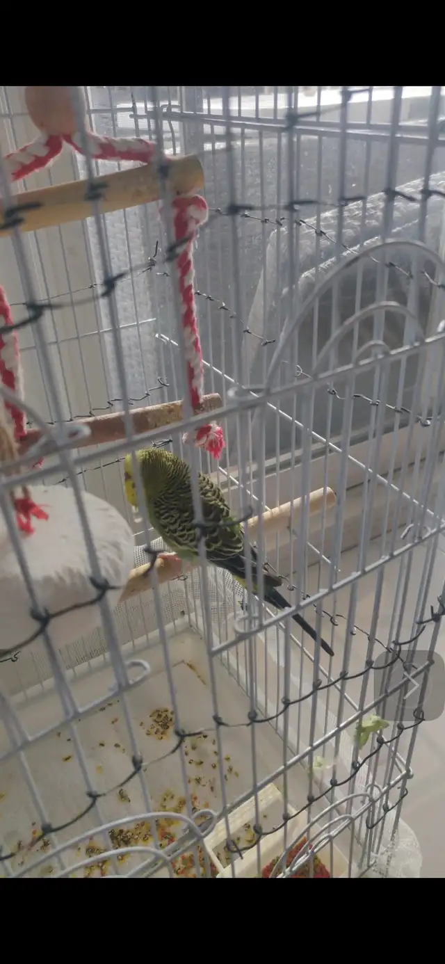 budgie.  free free free. - Photo 2