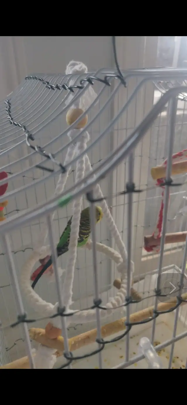 budgie.  free free free. - Photo 3
