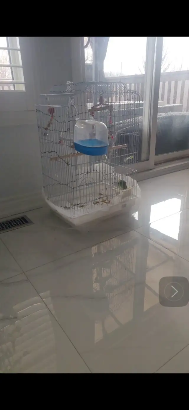 budgie.  free free free. - Photo 4