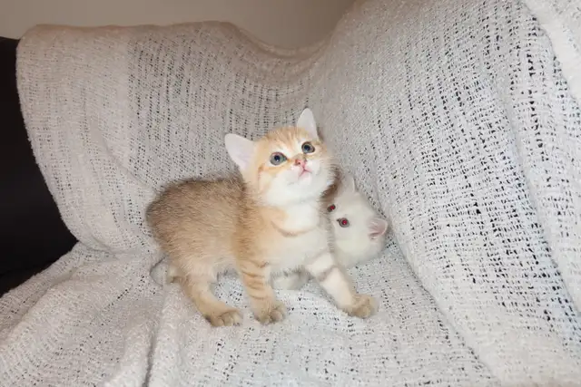 Scottish Straight Golden Chinchilla – Chatons haut de gamme