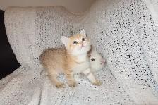 Scottish Straight Golden Chinchilla – Chatons haut de gamme