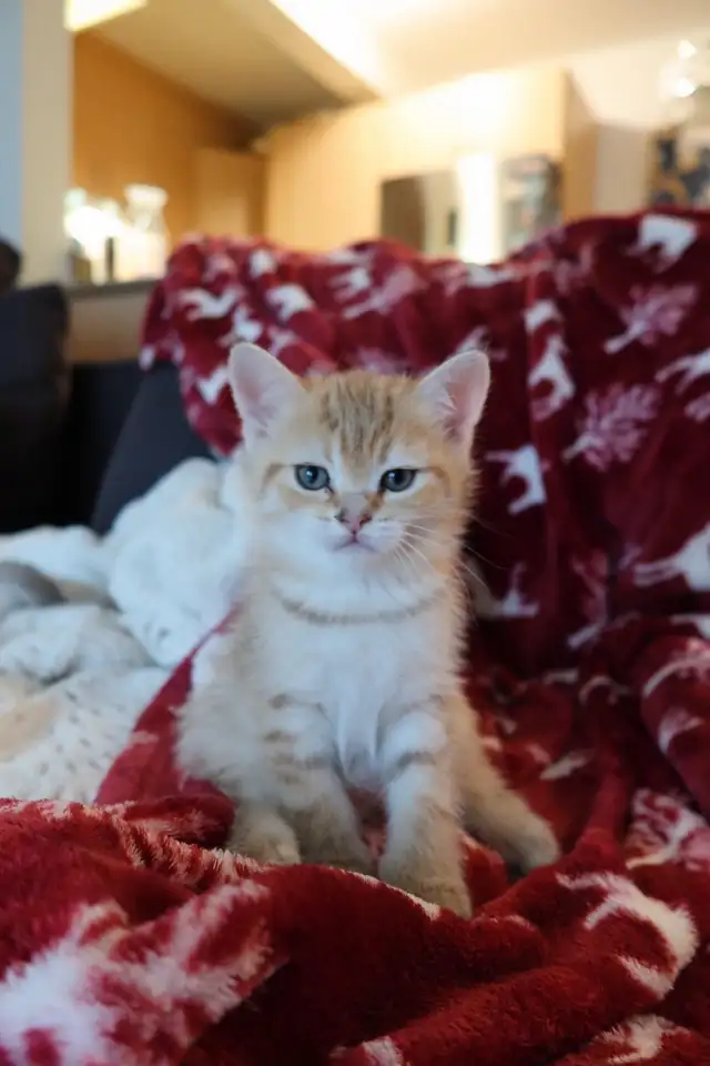 Scottish Straight Golden Chinchilla – Chatons haut de gamme - Photo 2