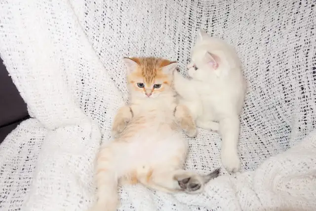 Scottish Straight Golden Chinchilla – Chatons haut de gamme - Photo 3