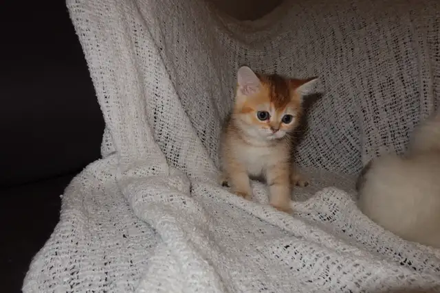 Scottish Straight Golden Chinchilla – Chatons haut de gamme - Photo 4