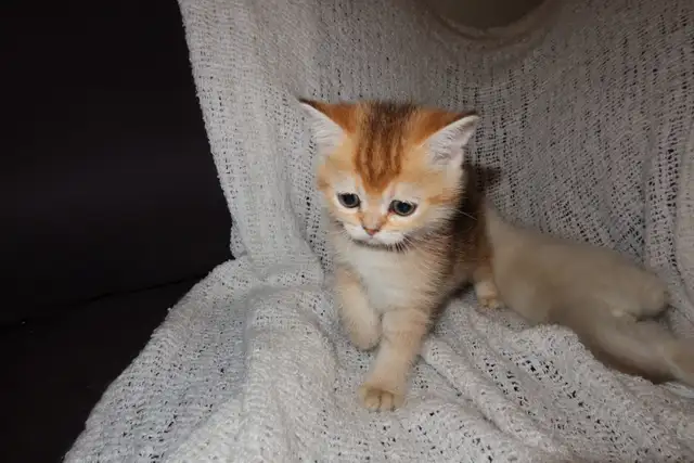 Scottish Straight Golden Chinchilla – Chatons haut de gamme - Photo 5