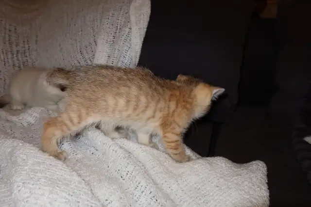 Scottish Straight Golden Chinchilla – Chatons haut de gamme - Photo 6