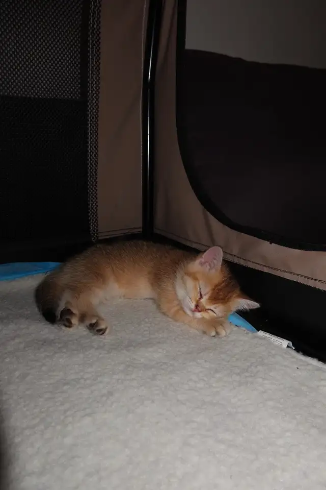 Scottish Straight Golden Chinchilla – Chatons haut de gamme - Photo 7