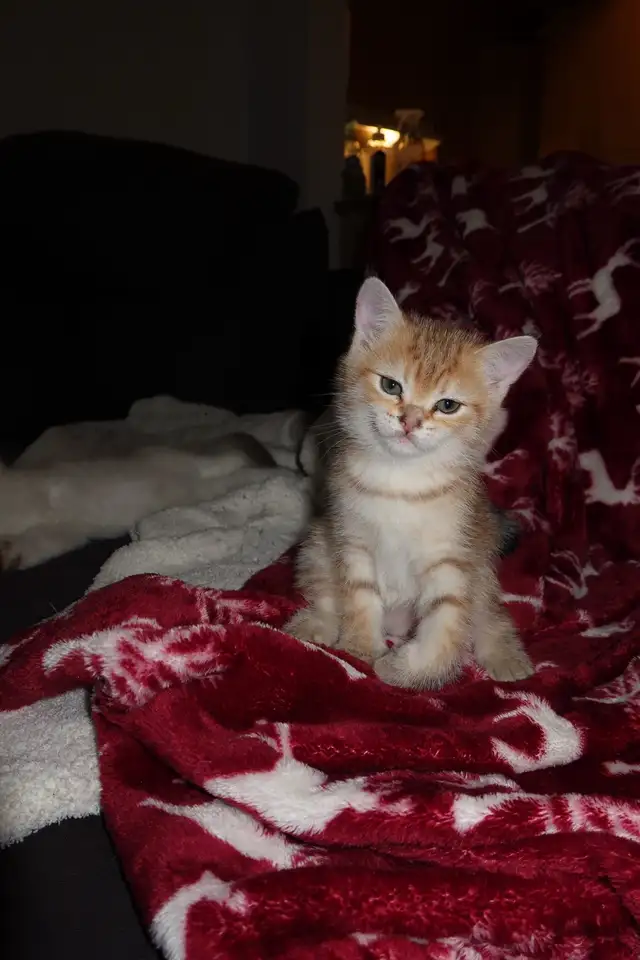 Scottish Straight Golden Chinchilla – Chatons haut de gamme - Photo 8