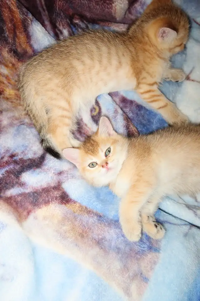 Scottish Straight Golden Chinchilla – Chatons haut de gamme - Photo 9