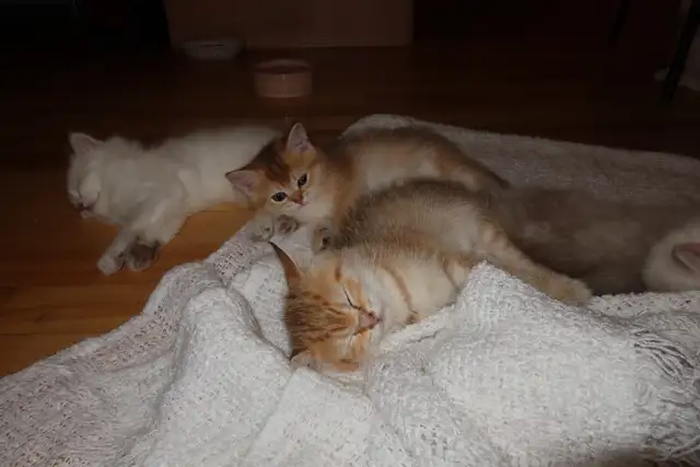 Scottish Straight Golden Chinchilla – Chatons haut de gamme - Photo 10