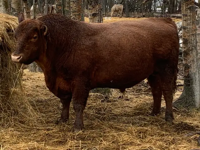 Red Angus bull