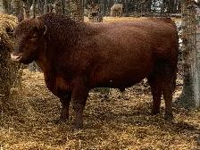 Red Angus bull