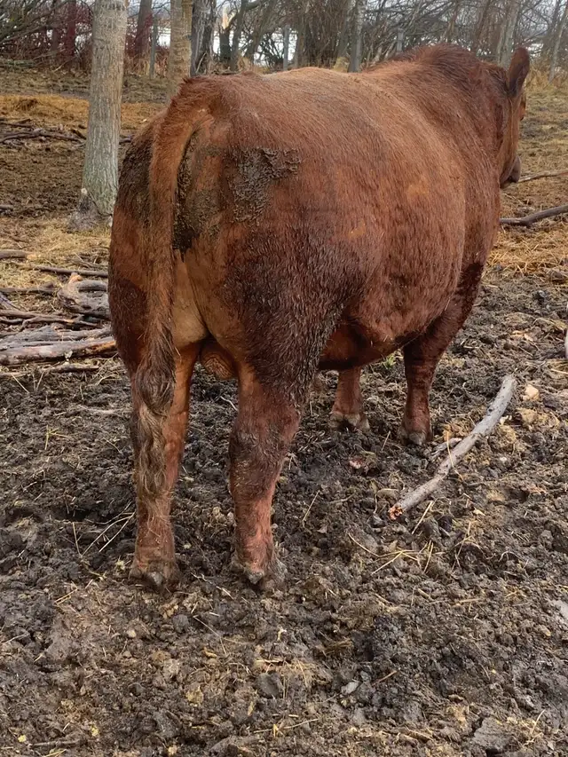 Red Angus bull - Photo 2
