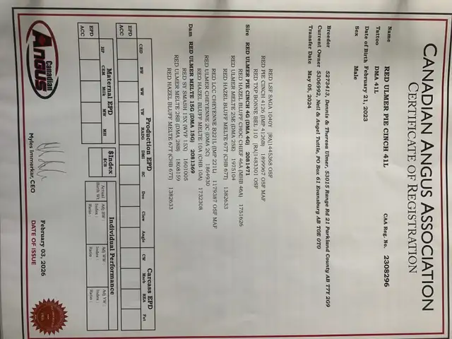 Red Angus bull - Photo 3