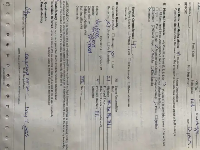 Red Angus bull - Photo 4