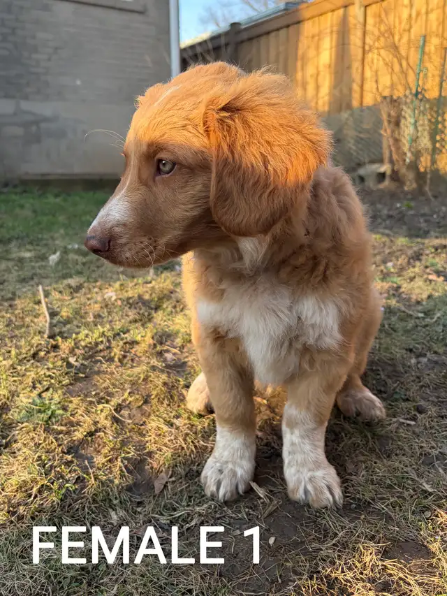 Beautiful Aussiedoodle Puppies