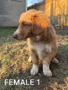Beautiful Aussiedoodle Puppies