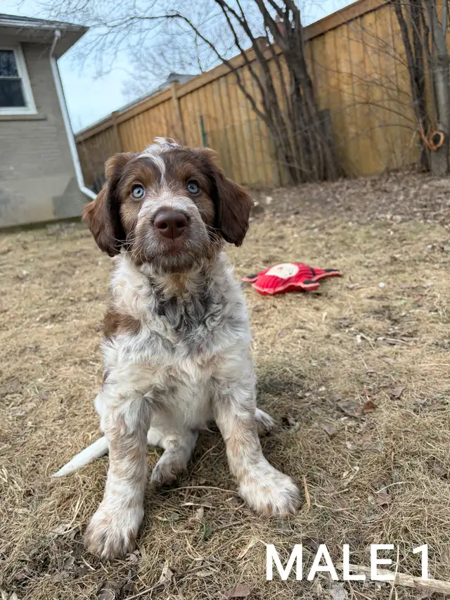Beautiful Aussiedoodle Puppies - Photo 2