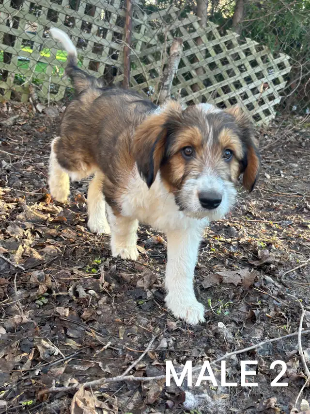 Beautiful Aussiedoodle Puppies - Photo 3