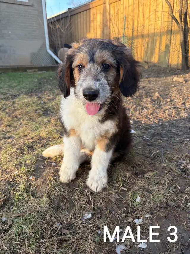 Beautiful Aussiedoodle Puppies - Photo 4