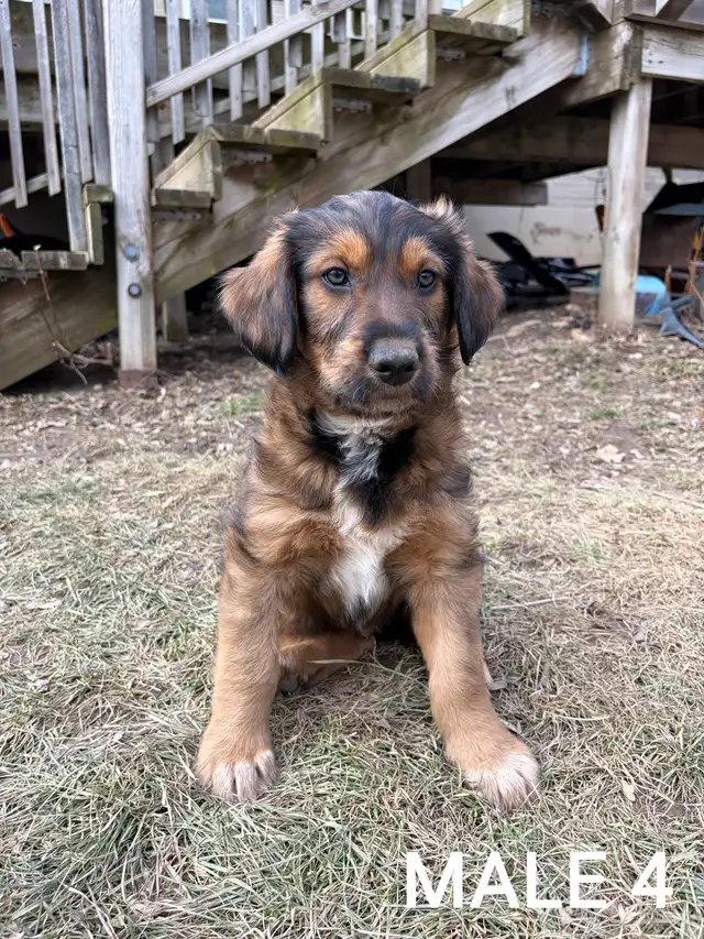 Beautiful Aussiedoodle Puppies - Photo 5