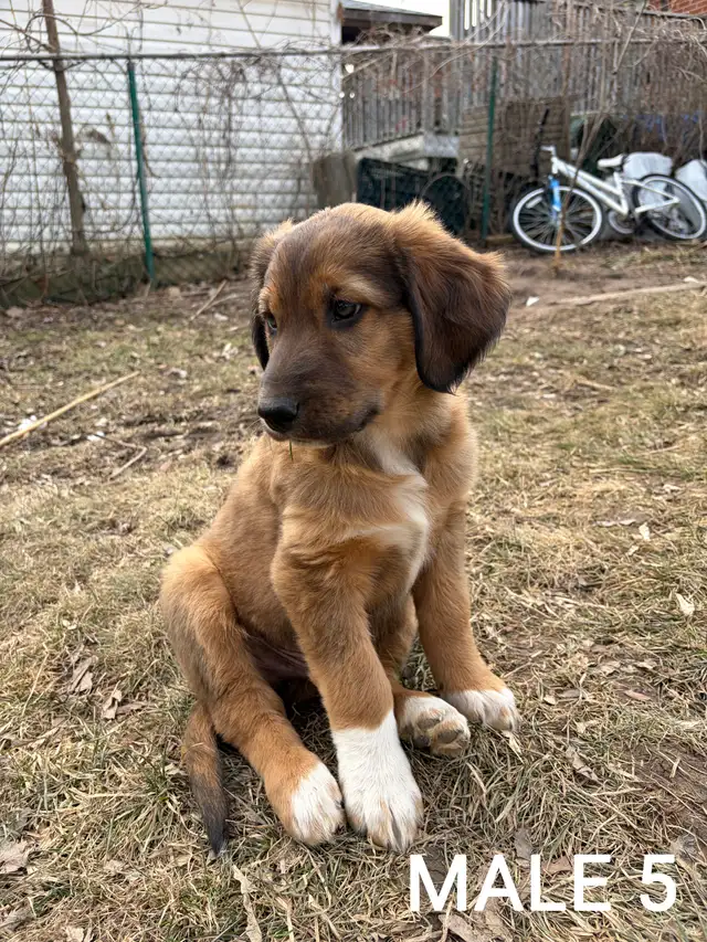 Beautiful Aussiedoodle Puppies - Photo 6