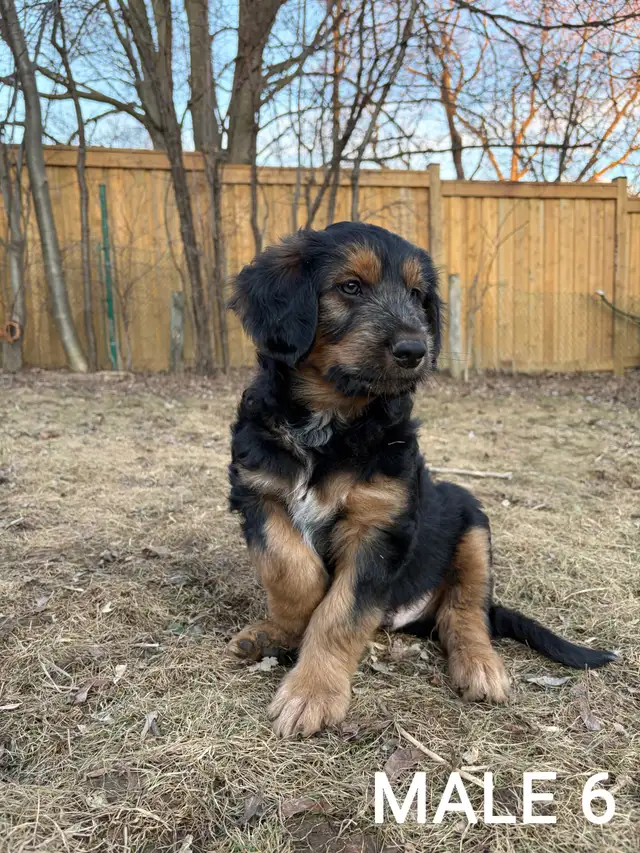 Beautiful Aussiedoodle Puppies - Photo 7