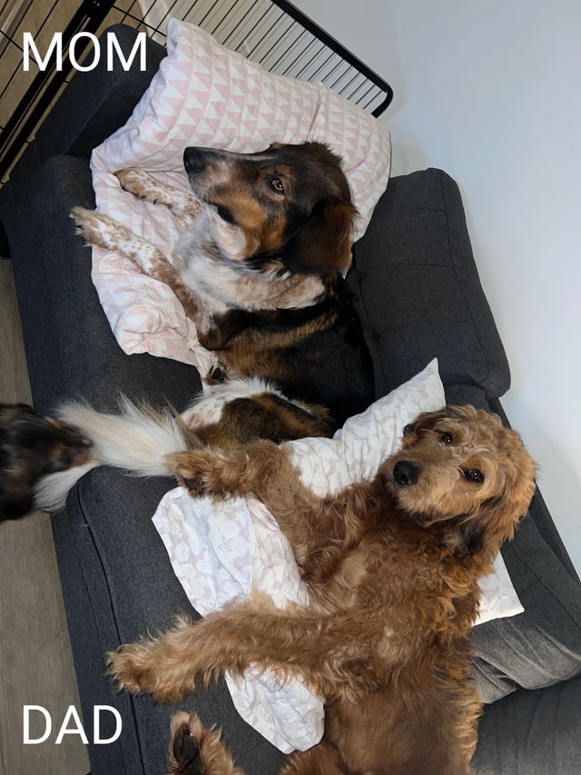 Beautiful Aussiedoodle Puppies - Photo 8