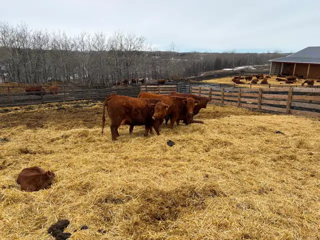 Cow calf pairs - Photo 2