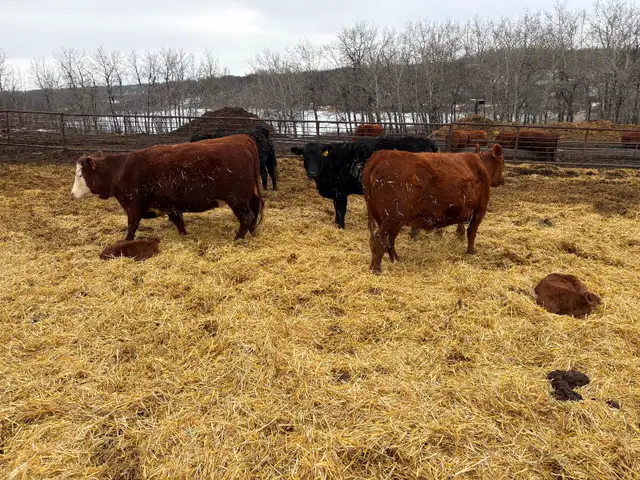 Cow calf pairs - Photo 3