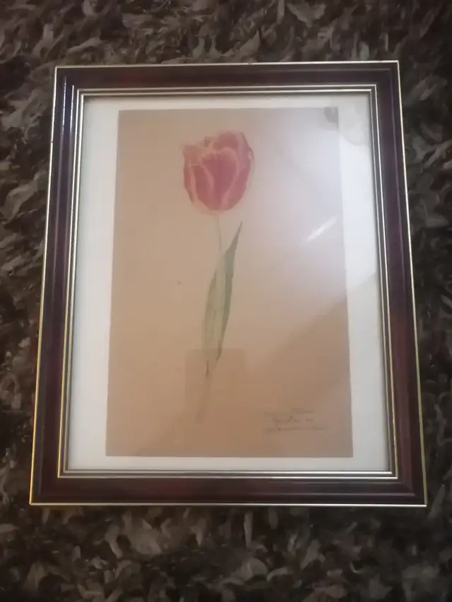 Picture of a tulip