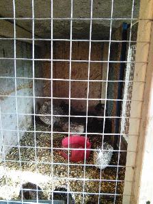 CAILLE EN DEBUT DE PONTE