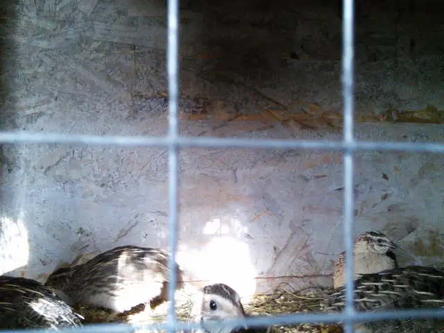 CAILLE EN DEBUT DE PONTE - Photo 2