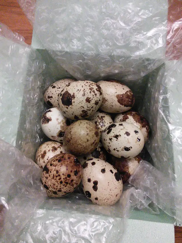 CAILLE EN DEBUT DE PONTE - Photo 3