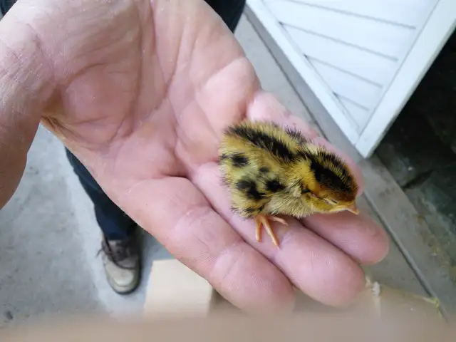 CAILLE EN DEBUT DE PONTE - Photo 4