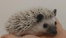 ♥Chip! ark masked platinum baby hedgehog boy!