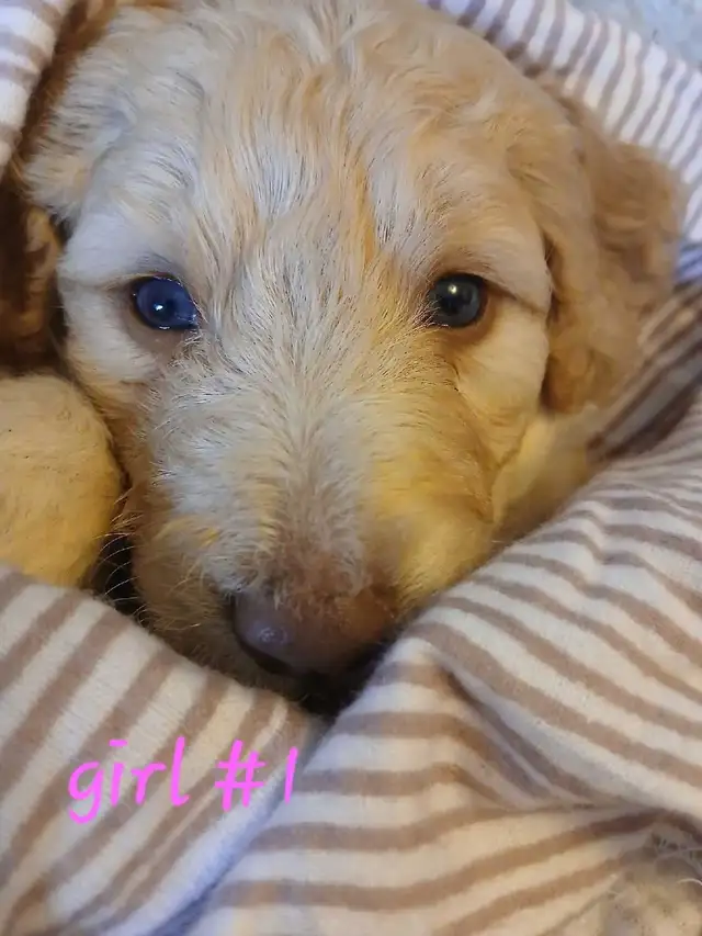 Aussiedoodle Puppy's