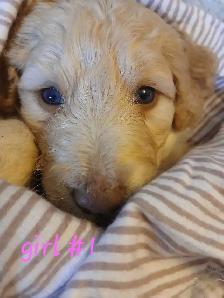 Aussiedoodle Puppy's