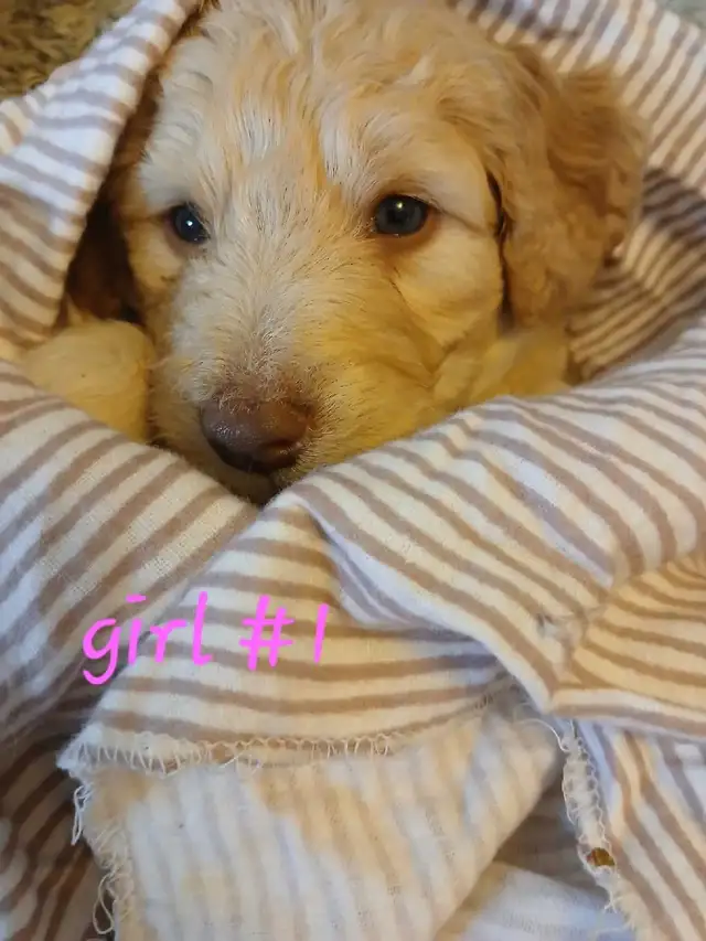 Aussiedoodle Puppy's - Photo 2