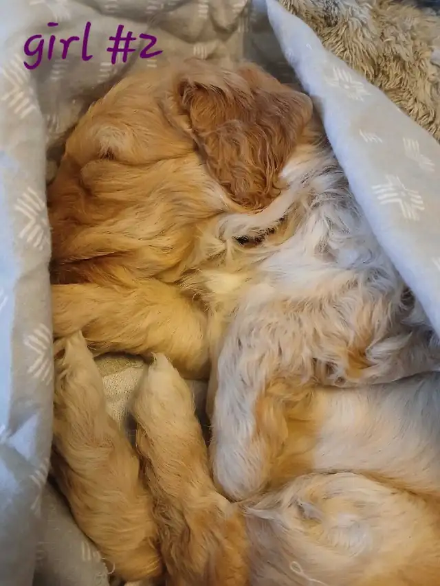 Aussiedoodle Puppy's - Photo 3