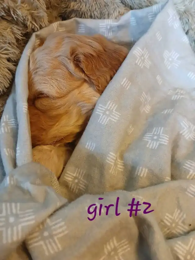 Aussiedoodle Puppy's - Photo 4