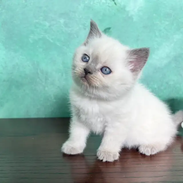Purebred Scottish Fold (Straight) Kittens - Photo 2