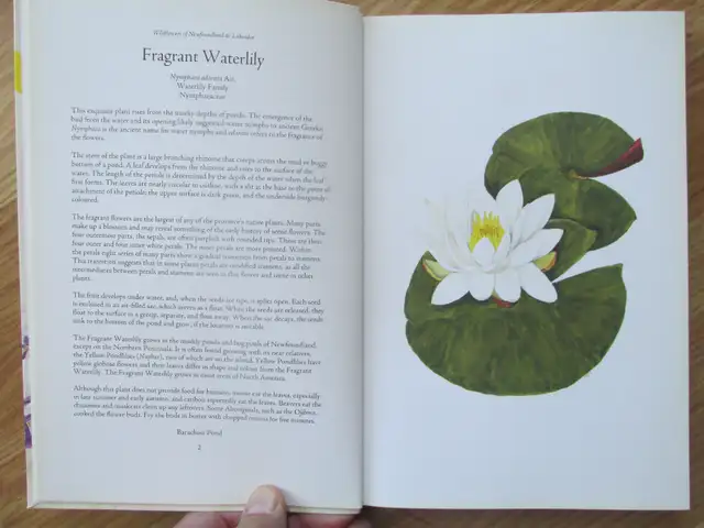 WILDFLOWERS OF NL AND LABRADOR by P. Scott and D. Black - 2008 S - Photo 4