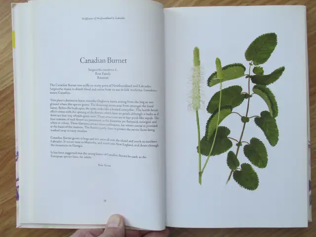 WILDFLOWERS OF NL AND LABRADOR by P. Scott and D. Black - 2008 S - Photo 5
