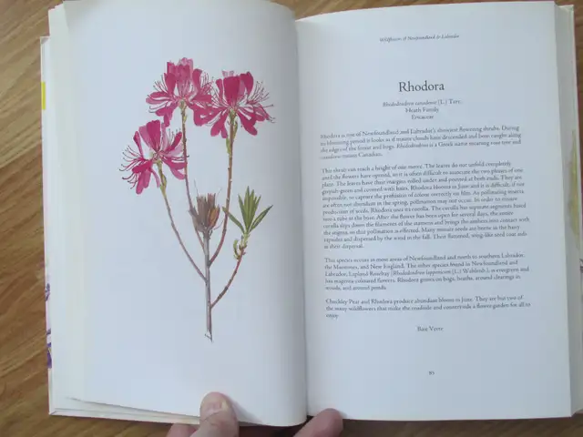 WILDFLOWERS OF NL AND LABRADOR by P. Scott and D. Black - 2008 S - Photo 6