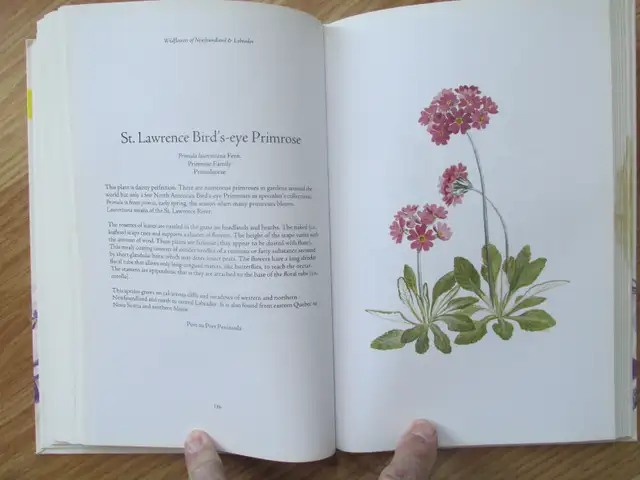 WILDFLOWERS OF NL AND LABRADOR by P. Scott and D. Black - 2008 S - Photo 8