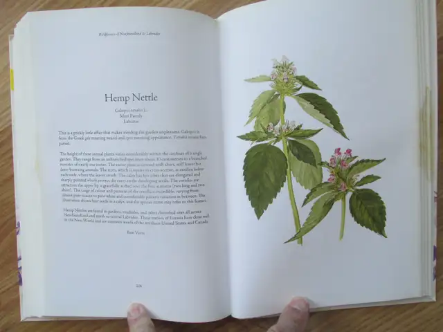 WILDFLOWERS OF NL AND LABRADOR by P. Scott and D. Black - 2008 S - Photo 9