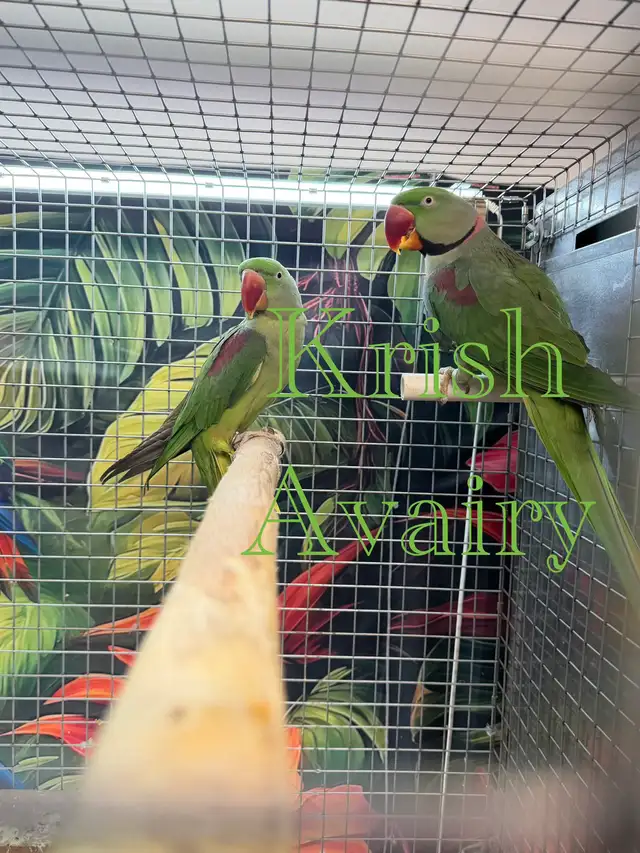 Proven Alexandrine Pair - Photo 3