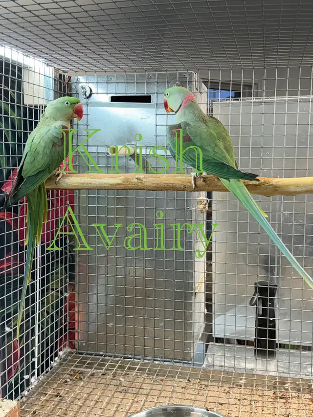 Proven Alexandrine Pair - Photo 4